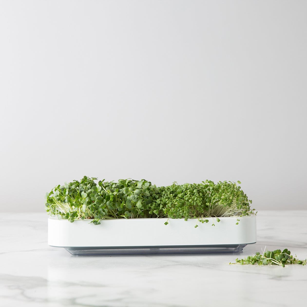 micro plants indoor Chef'n Microgreen Grower / Herb Growing Kit, 36 x 15 x 8 cm